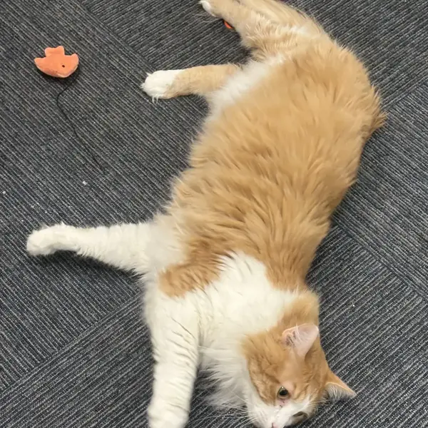Cat boarding area at K9 Rox Club Las Vegas